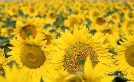 Sonnenblumenfeld.